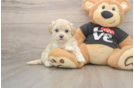 Maltipoo Puppy for Adoption