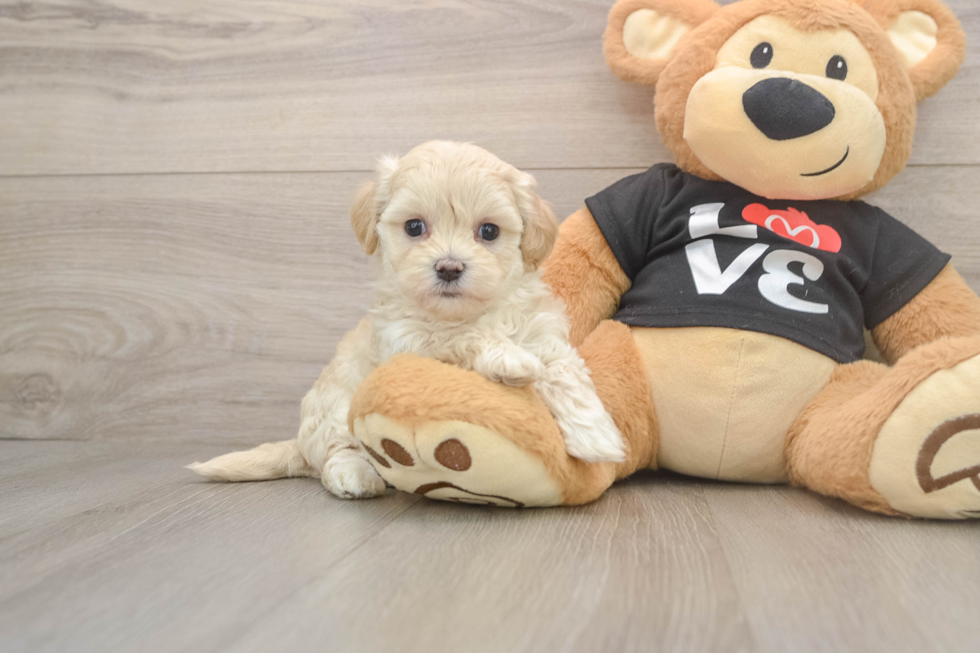Maltipoo Puppy for Adoption