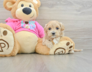 8 week old Maltipoo Puppy For Sale - Fairfield Furbabies