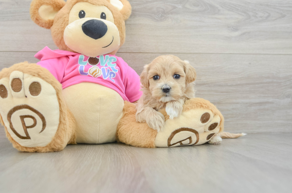 8 week old Maltipoo Puppy For Sale - Fairfield Furbabies