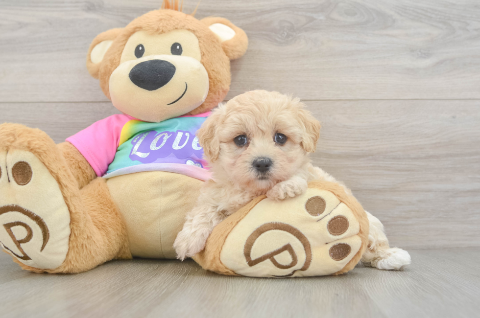 6 week old Maltipoo Puppy For Sale - Fairfield Furbabies