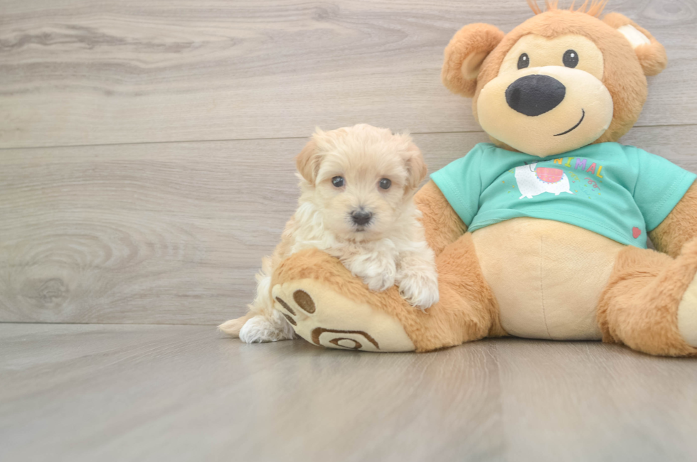 8 week old Maltipoo Puppy For Sale - Fairfield Furbabies