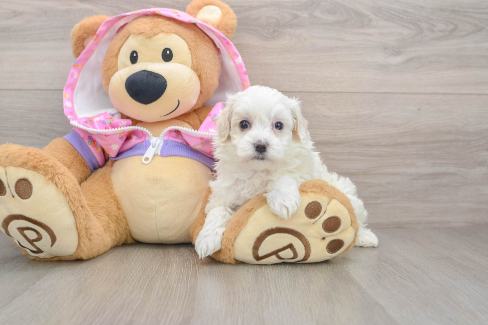 Petite Maltipoo Poodle Mix Pup