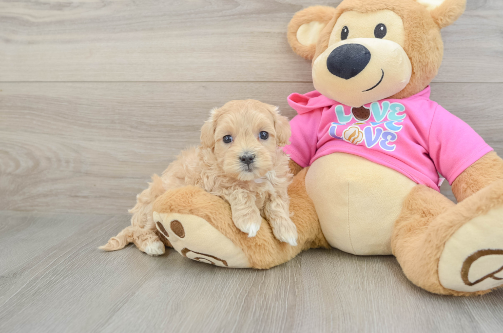 8 week old Maltipoo Puppy For Sale - Fairfield Furbabies