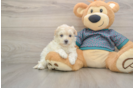 Playful Maltese Poodle Poodle Mix Puppy