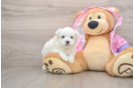 Funny Maltipoo Poodle Mix Pup
