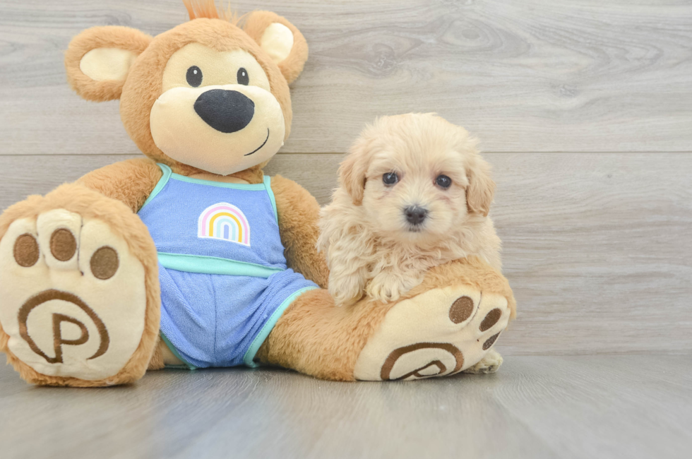 6 week old Maltipoo Puppy For Sale - Fairfield Furbabies