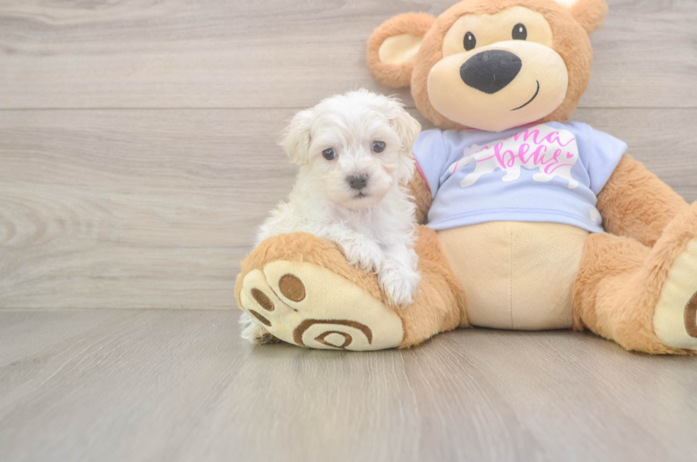 7 week old Maltipoo Puppy For Sale - Fairfield Furbabies