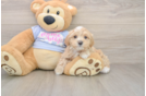 Happy Maltipoo Baby