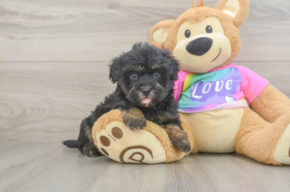 6 week old Maltipoo Puppy For Sale - Fairfield Furbabies