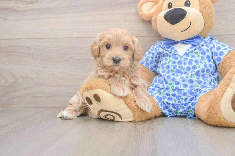 6 week old Maltipoo Puppy For Sale - Fairfield Furbabies