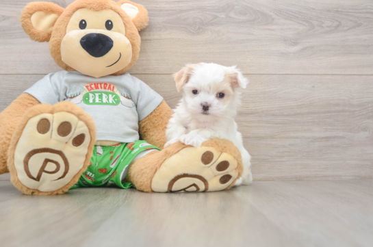 Little Moodle Poodle Mix Puppy