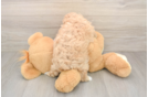 Maltipoo Puppy for Adoption