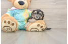 Maltipoo Pup Being Cute