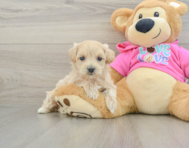 8 week old Maltipoo Puppy For Sale - Fairfield Furbabies