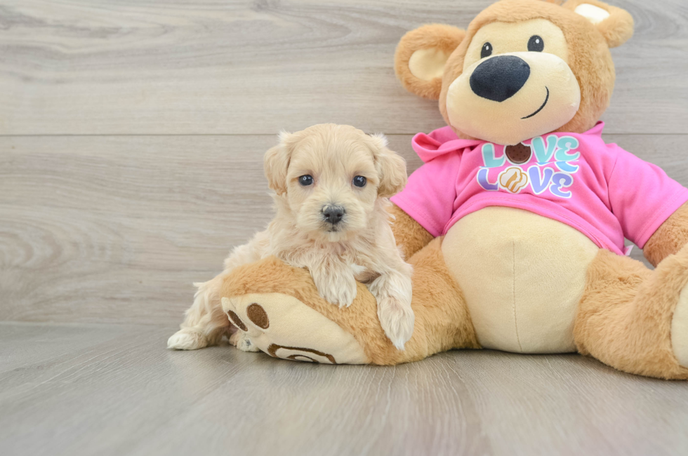 8 week old Maltipoo Puppy For Sale - Fairfield Furbabies