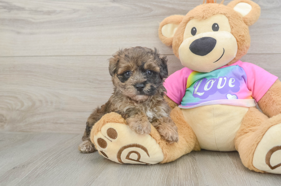 6 week old Maltipoo Puppy For Sale - Fairfield Furbabies