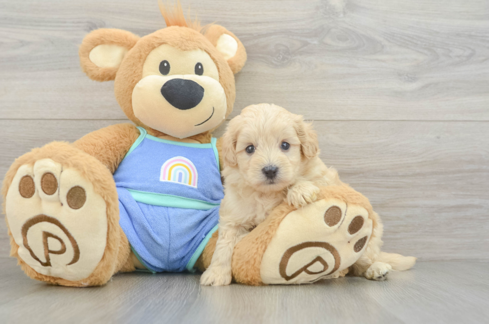 6 week old Maltipoo Puppy For Sale - Fairfield Furbabies