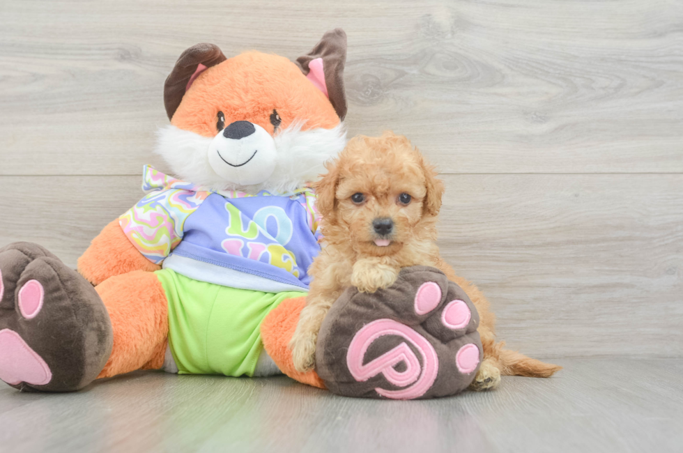 5 week old Maltipoo Puppy For Sale - Fairfield Furbabies