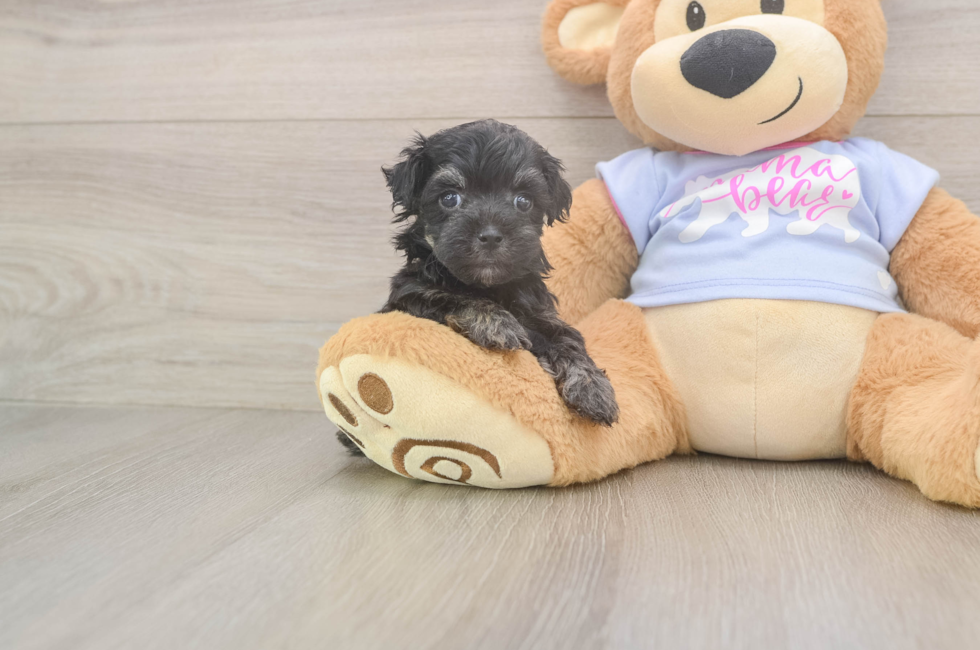7 week old Maltipoo Puppy For Sale - Fairfield Furbabies