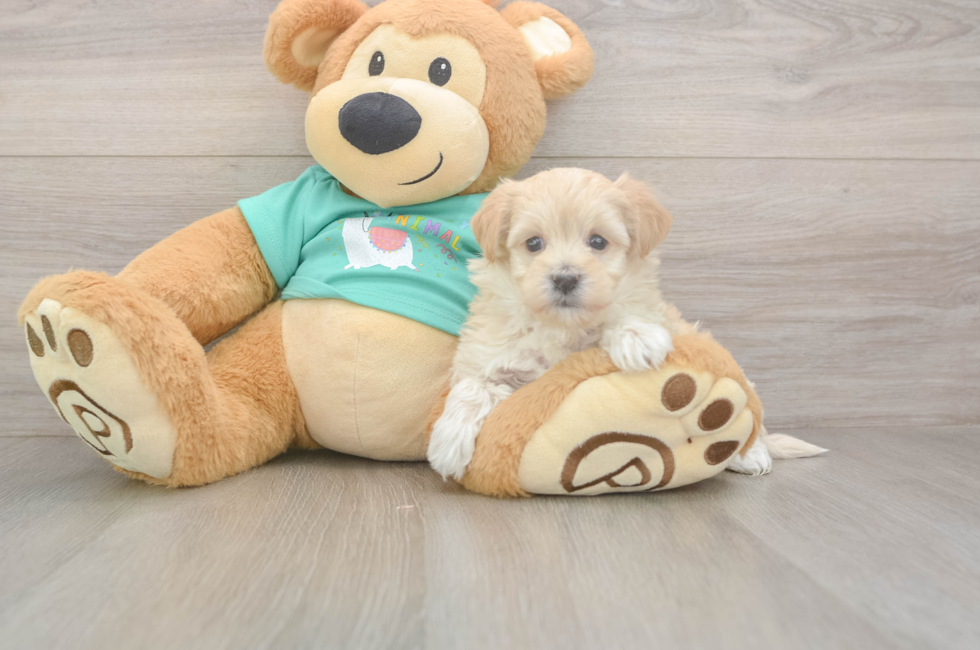 8 week old Maltipoo Puppy For Sale - Fairfield Furbabies