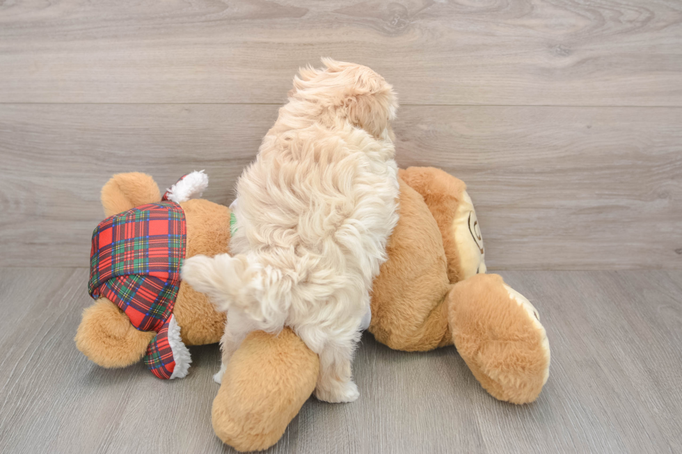 Maltipoo Puppy for Adoption