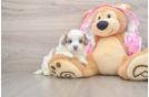 Maltipoo Puppy for Adoption