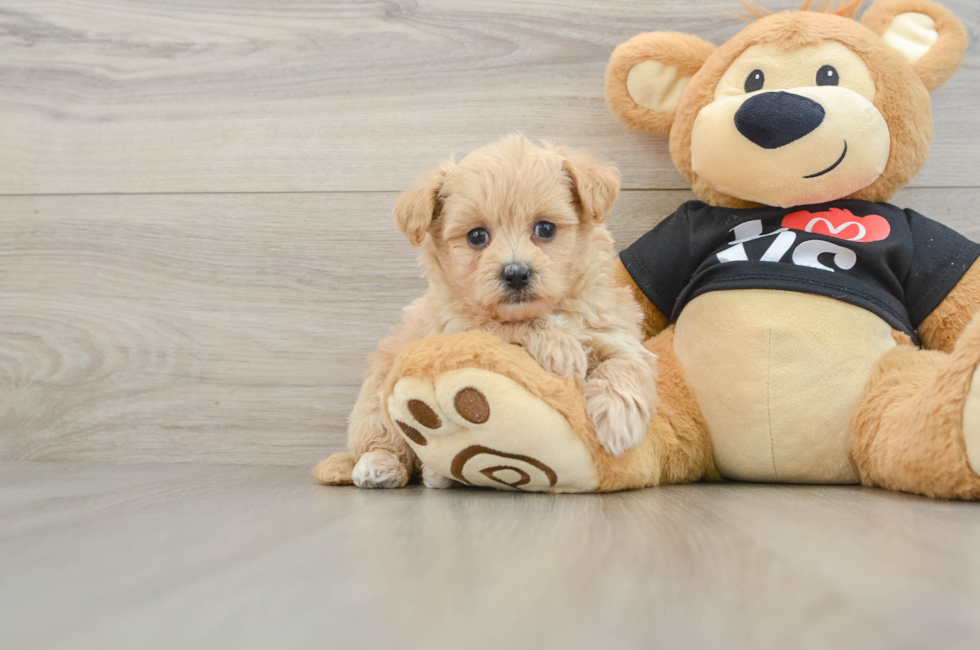 6 week old Maltipoo Puppy For Sale - Fairfield Furbabies