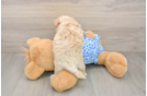 Smart Maltipoo Poodle Mix Pup