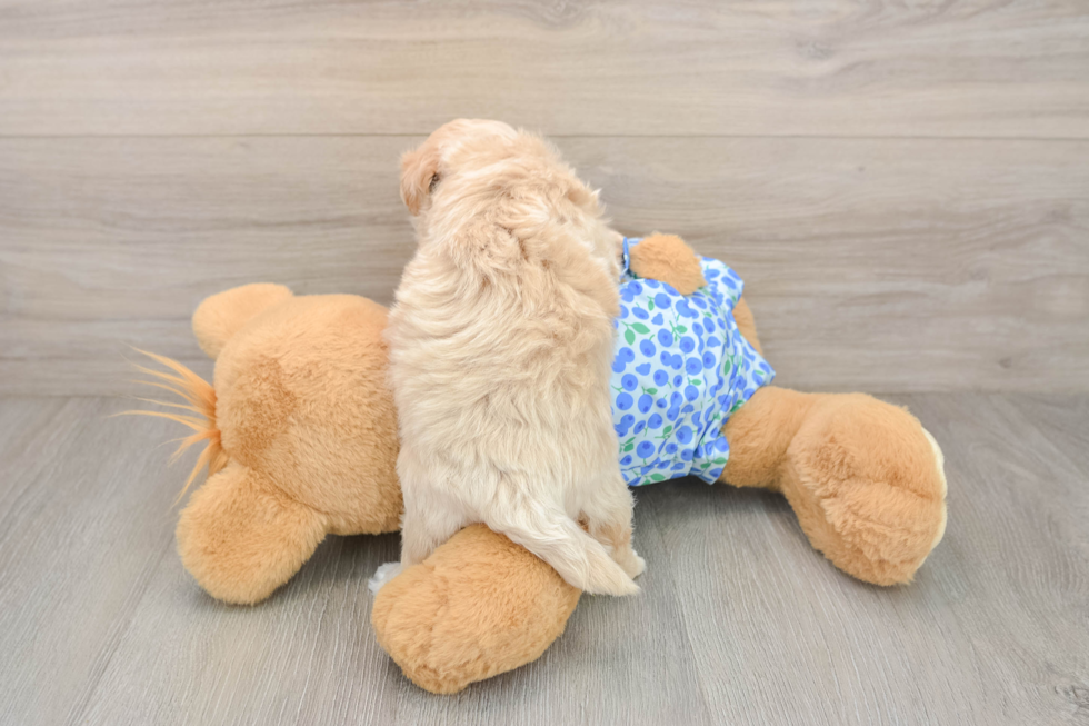 Smart Maltipoo Poodle Mix Pup
