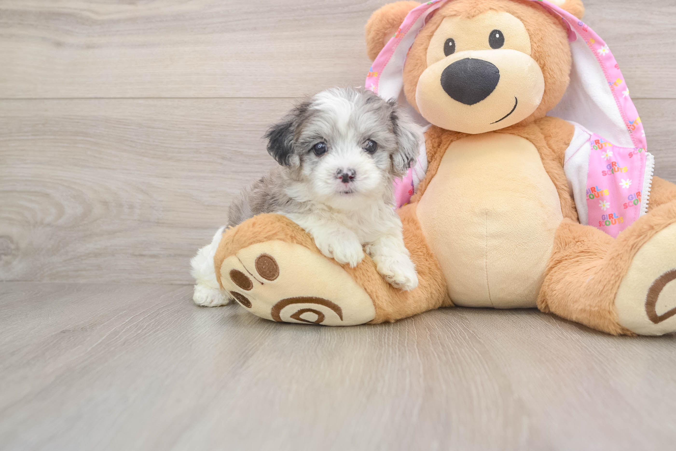 Energetic Maltepoo Poodle Mix Puppy