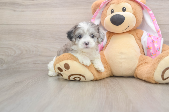ZACH, a Maltipoo littermate