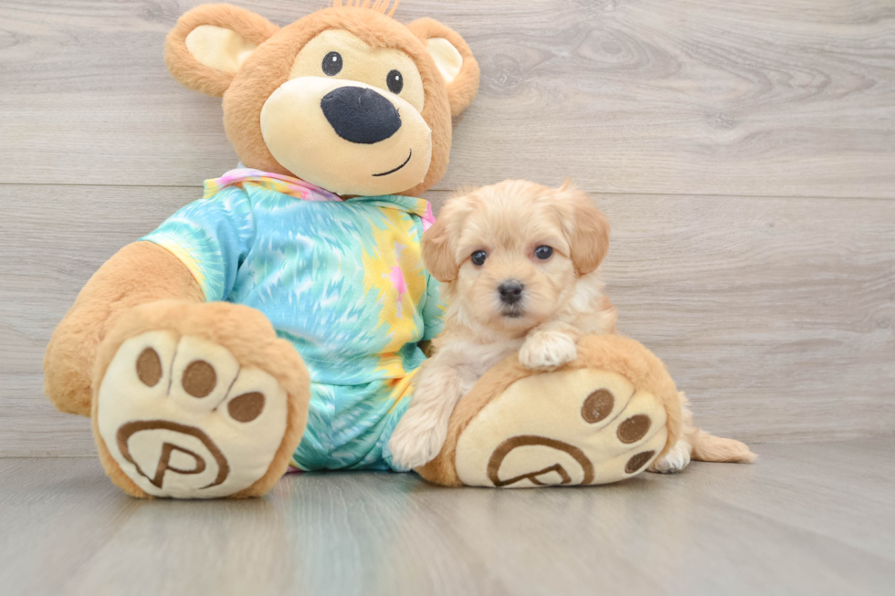 Smart Maltipoo Poodle Mix Pup