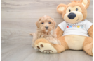 Maltipoo Puppy for Adoption