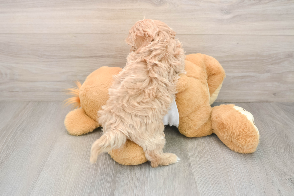 Maltipoo Pup Being Cute