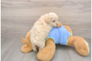 Sweet Maltipoo Baby