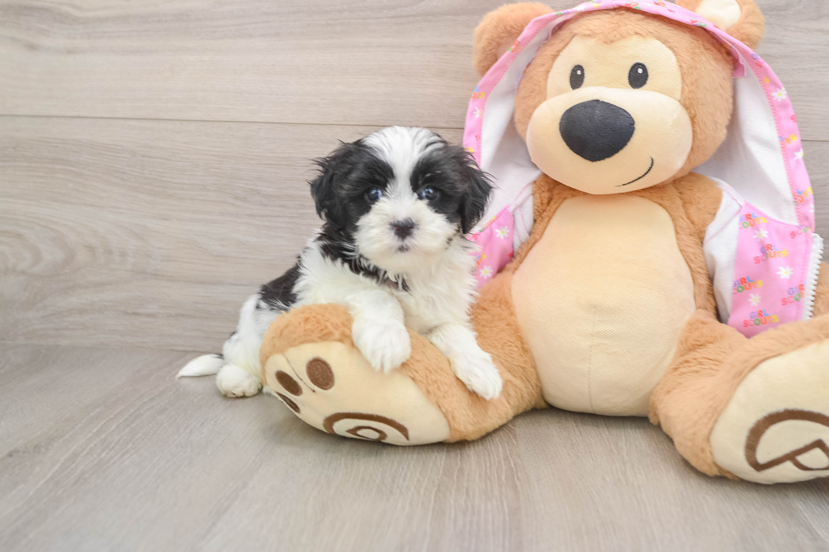 Best Maltipoo Baby