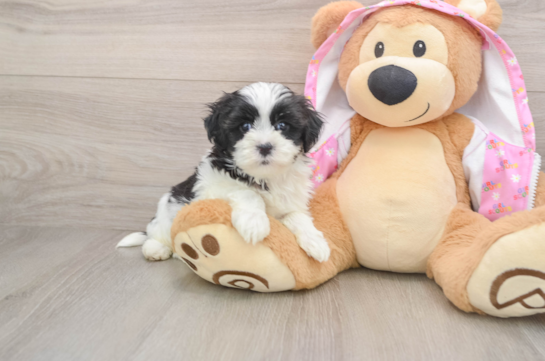 ZEKE, a Maltipoo littermate