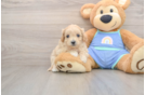 Happy Maltipoo Baby