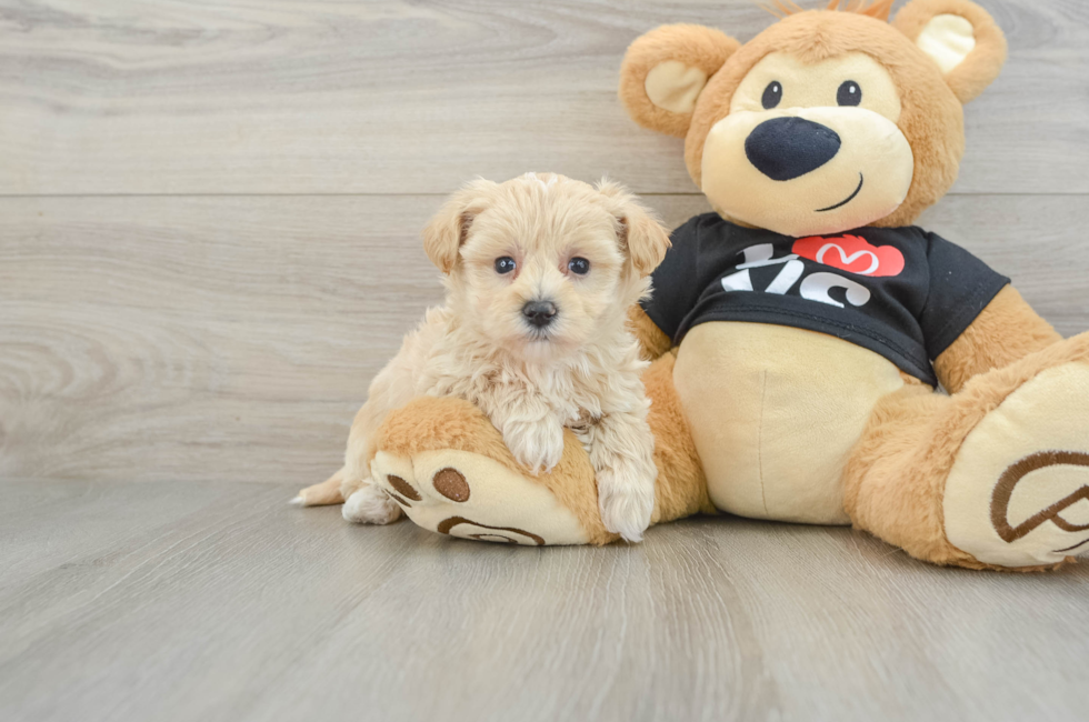 6 week old Maltipoo Puppy For Sale - Fairfield Furbabies
