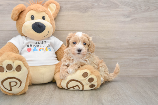 Best Maltipoo Baby