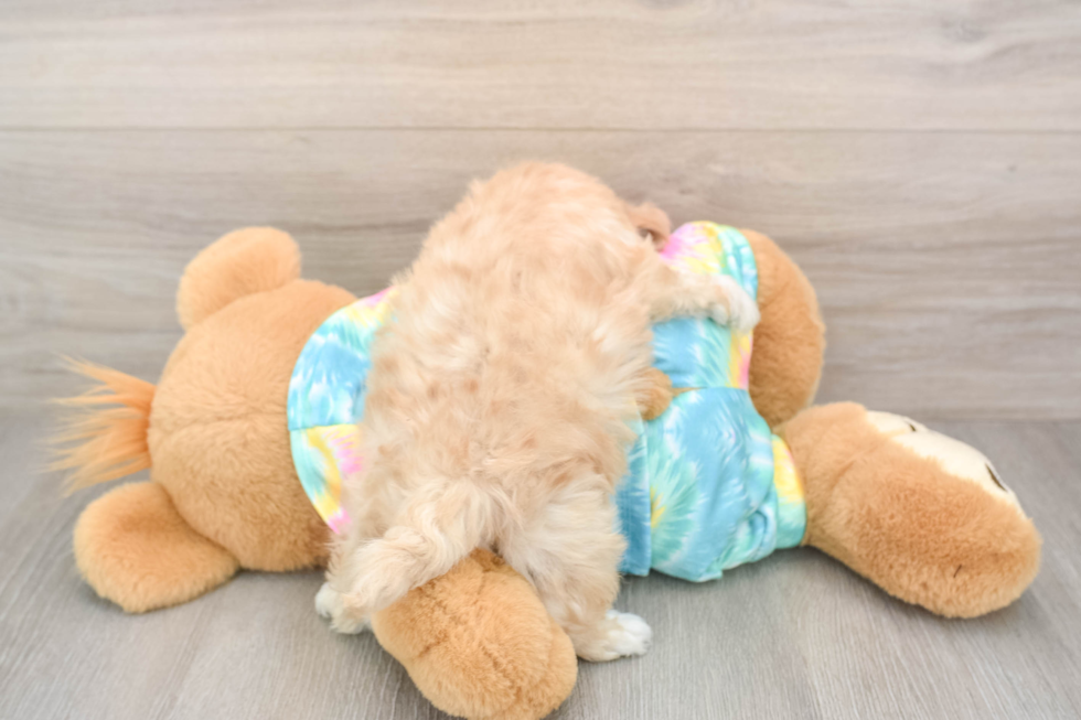 Fluffy Maltipoo Poodle Mix Pup