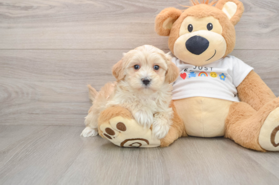 Smart Maltipoo Poodle Mix Pup