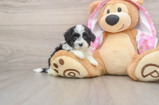 ZIGGY, a Maltipoo littermate