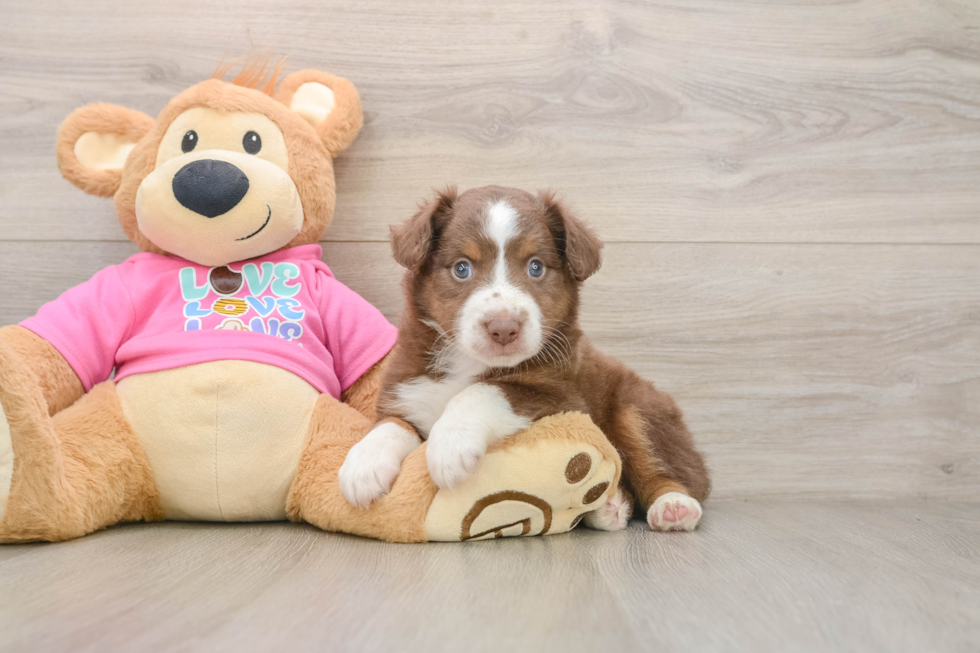 Adorable MAS Purebred Puppy