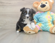 7 week old Mini Aussie Puppy For Sale - Fairfield Furbabies