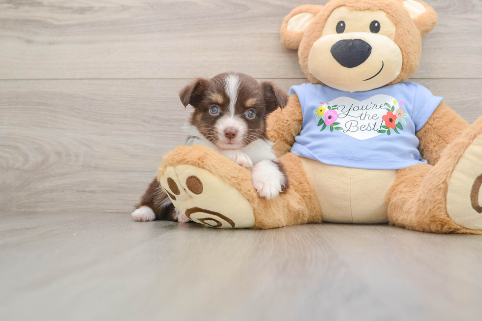 Funny Mini Aussie Purebred Pup