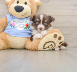 5 week old Mini Aussie Puppy For Sale - Fairfield Furbabies