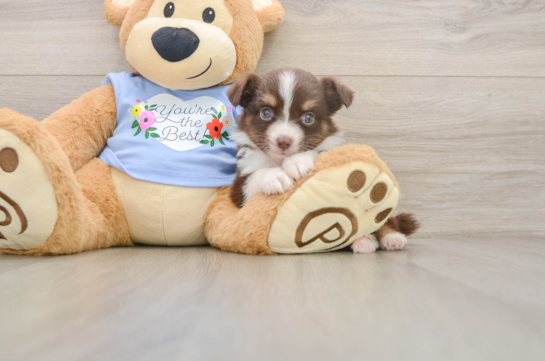 Best Mini Aussie Baby
