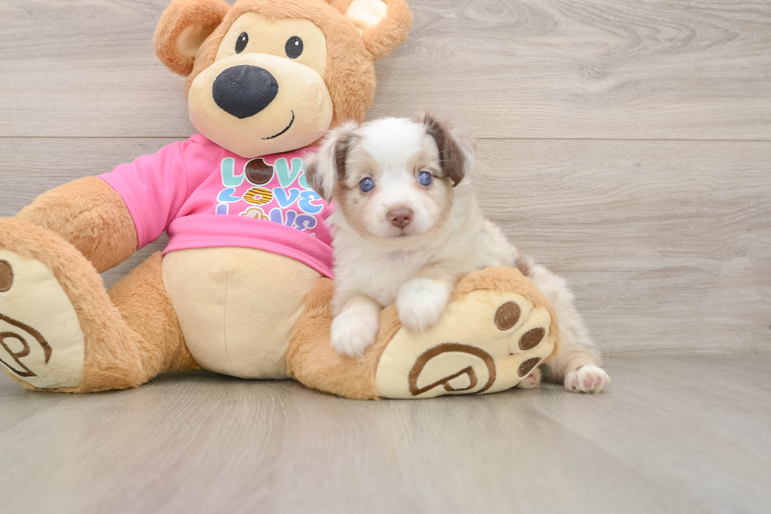 Cute Mini Australian Shepherd Purebred Puppy